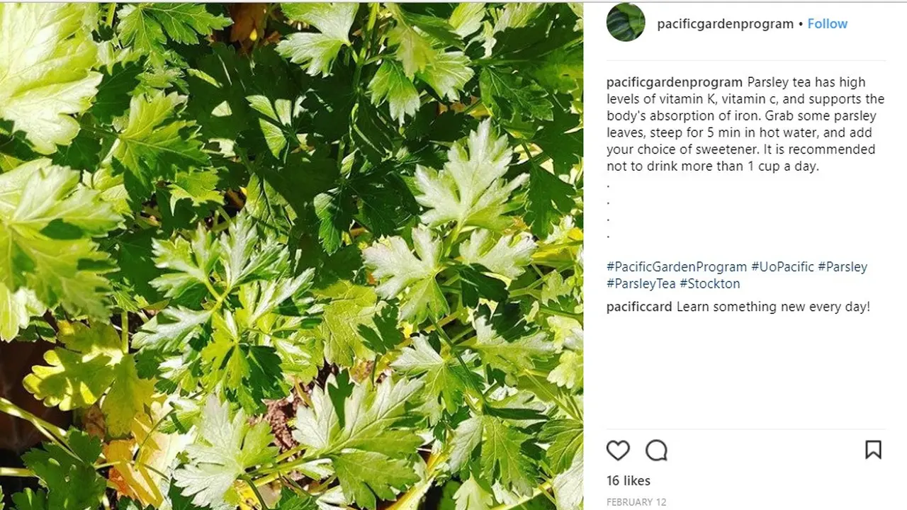 Wajah Bersih Bebas Jerawat dengan Teh Parsley