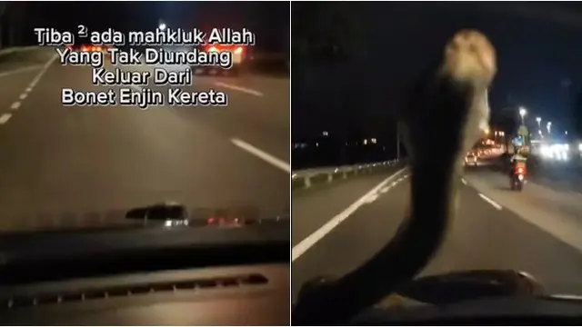Ular Piton Tiba-Tiba Keluar dari Kap Mobil, Penumpang Justru Anggap Menggemaskan