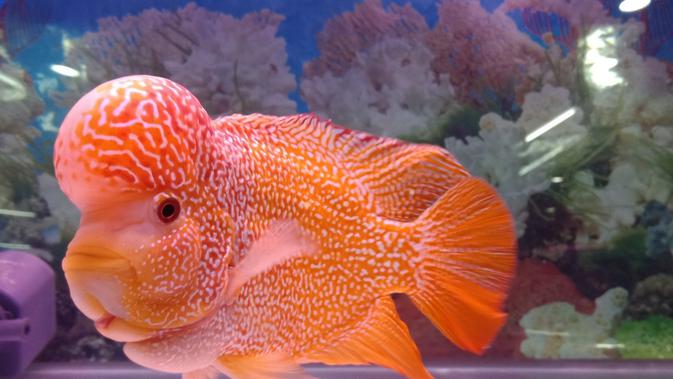5 Jenis Ikan Louhan Lokal Terbaik Beserta Harganya Tak Kalah Dari Impor Hot Liputan6 Com
