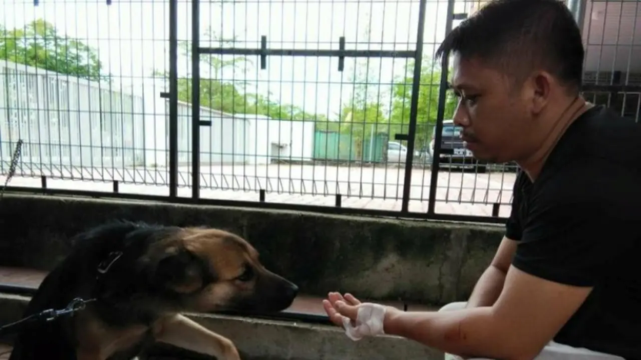 Sadar Telah Menggigit Tangan Majikan, Anjing Ini Menangis