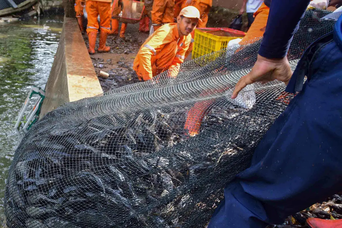 3 Ton Ikan Sapu-Sapu Terjaring dalam Operasi di Setu Babakan Jagakarsa