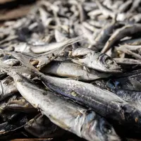 Ikan asin saat dijemur di sentra produksi kawasan Kampung Nelayan Muara Angke, Jakarta, Kamis,(17/2/2022). Kementerian Keuangan mengalokasikan anggaran untuk program Pemulihan Ekonomi Nasional (PEN) tahun 2022 sebesar Rp455,62 triliun. (Liputan6.com/Johan Tallo)