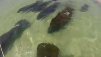 Sekompok hewan laut itu berenang tanpa henti menuju tepi pantai, melewati bawah perahu para turis. 