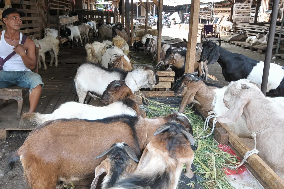 20160903-Idul-Adha-Jakarta-Qurban-YR