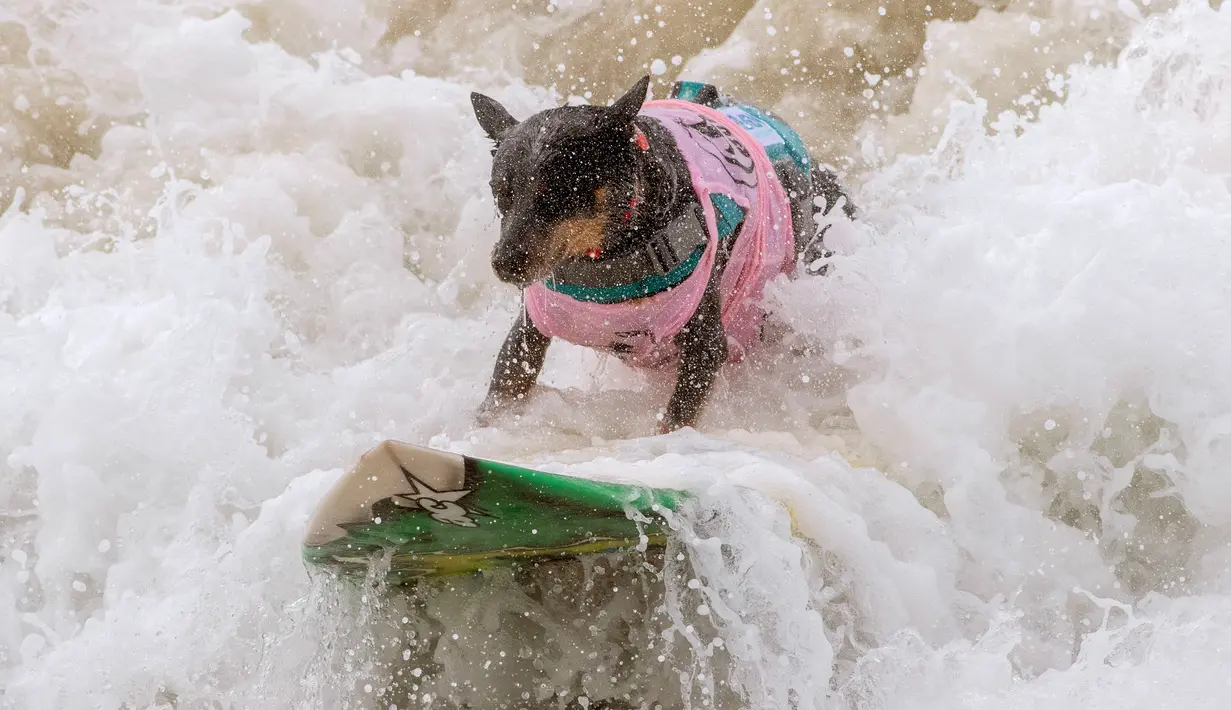 Seekor anjing, Maya De Moraes Jr. ambil bagian dalam kompetisi Surf City Surf Dog di Huntington Beach, California pada 28 September 2019. Para anjing menunjukkan keahlian mereka dengan menaklukkan ombak setinggi satu sampai tiga kaki. (Kyle Grillot / AFP)