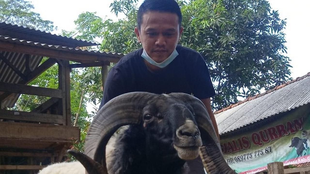 Cerita Pemuda Cirebon Bangun Usaha Kampung Domba