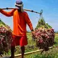 Kementan: Pasokan cabai dan bawang selama puasa hingga lebaran sangat mencukupi. (foto: dok. Kementan)