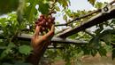 Petani memanen anggur di bantaran Kali Ciliwung, Petamburan, Jakarta Pusat, Senin (24/5/2021). Pemanfaatan lahan bantaran Kali Ciliwung untuk bertani bersama dilakukan sebagai upaya memenuhi kebutuhan hidup di tengah keterbatasan lahan. (Liputan6.com/Faizal Fanani)