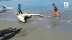 Buaya berukuran besar berkeliaran di kawasan pantai di Palu, Sulawesi Selatan.