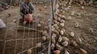 Seorang pria memeriksa burung puyuh di sebuah peternakan di Kota Khan Younis di Jalur Gaza selatan (5/11/2020). Meningkatnya permintaan daging burung puyuh berkat harganya yang murah membantu mendongkrak penjualan unggas itu di Jalur Gaza selama pandemi COVID-19. (Xinhua/Rizek Abdeljawad)