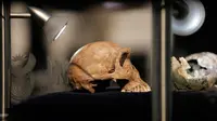Homo Naledi Hominin tingginya sekitar 1,5 meter dengan berat sekitar 45 kg dan volume otaknya sebesar jeruk, Afsel, Selasa (9/5). Penemuan Homo naledi di goa Rising Star di Afrika Selatan mengundang decak kagum sekaligus pertanyaan. (AFP/GULSHAN KHAN)