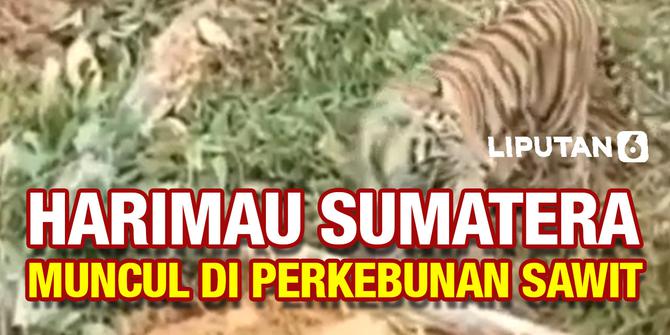 VIDEO: Detik-Detik Harimau Sumatera Hadang Eskavator