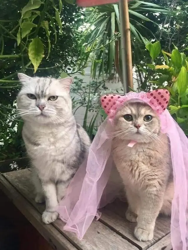 6 Potret Hewan Berdandan Bak Pengantin Ini Nyeleneh, Ada-Ada Saja