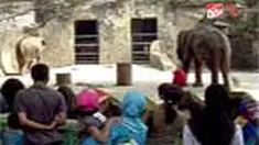 Diperkirakan sebanyak 20 orang memadati kawasan wisata Taman Margasatwa Ragunan, Jaksel. Kepadatan ini terasa sejak pagi tadi.