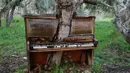 Sebuah piano tua di California ditumbuhi pohon tua dan besar. Seiring pertumbuhannya, si pohon membelah piano seolah-olah pohon tersebut tumbuh di antara piano. (Sumber: inovasee.com)