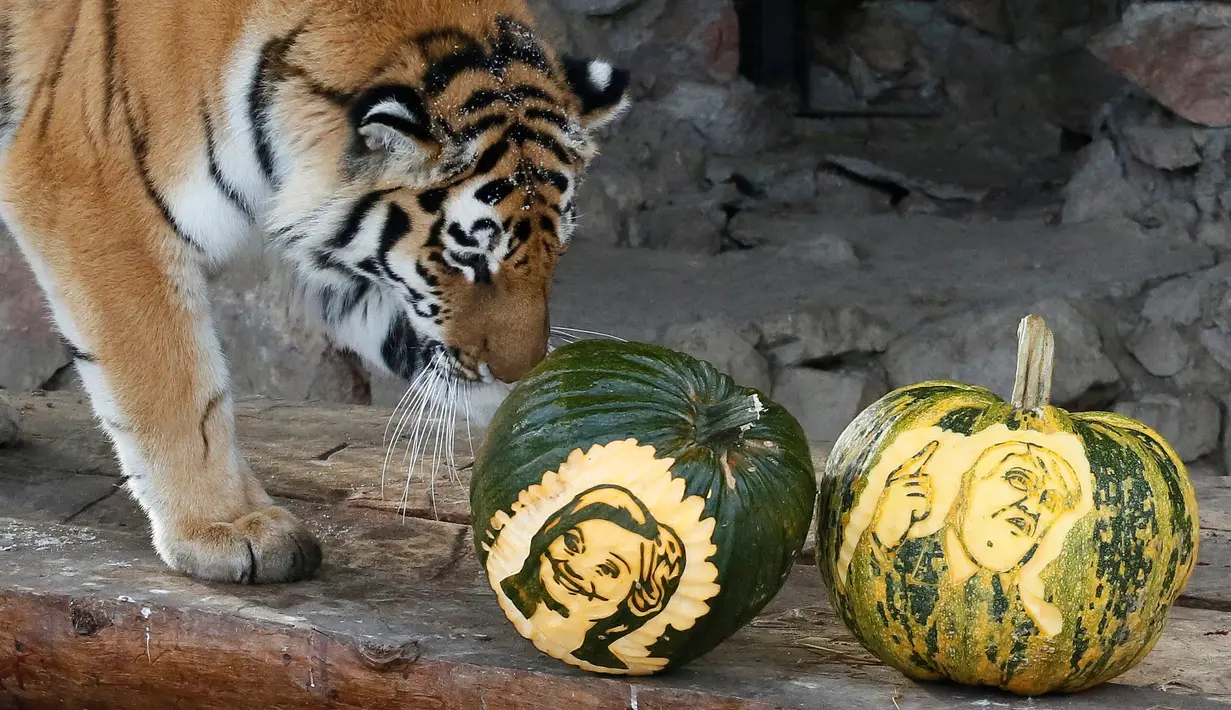 Harimau bernama Yunona mengendus labu berukir wajah calon Presiden AS di kebun binatang Royev Ruchey di Krasnoyarsk, Rusia, Senin (7/11). Kebun binatang ini menampilkan hewan peramal. (REUTERS/Ilya Naymushin)