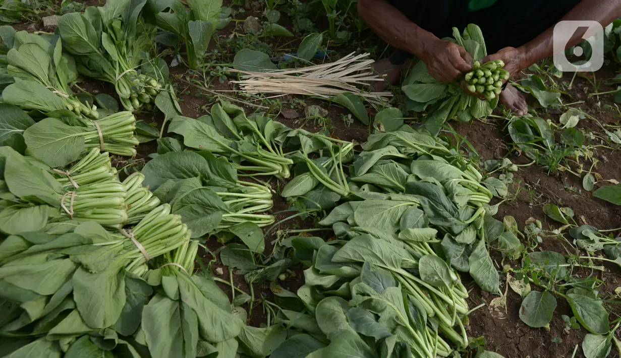 Petani memanen sawi di Para Meter Utara Desa Selapajang, Tangerang Banten, Selasa (23/11/2021). Petani menjualnya satu gabuk  isi 20 ikat dengan harga Rp 60 ribu rupiah ke pasar induk Tangerang. (merdeka.com/Imam Buhori)
