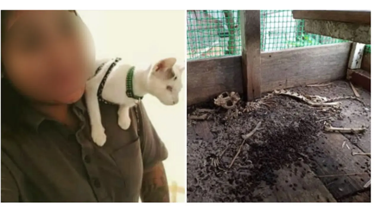 Rutin Dapat Donasi, Tempat Penampungan Kucing Ini Justru Memprihatinkan