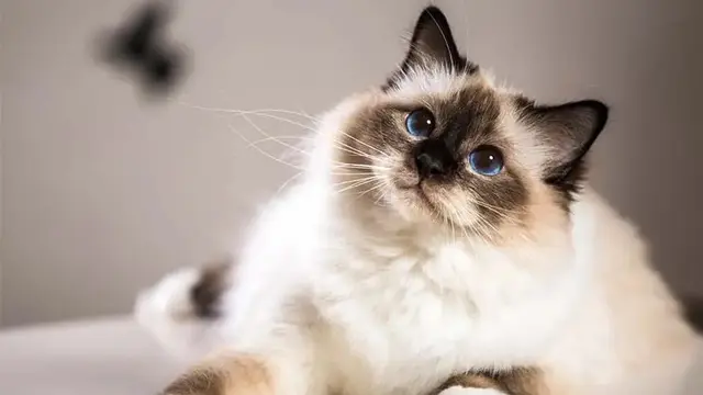 Kucing Birman