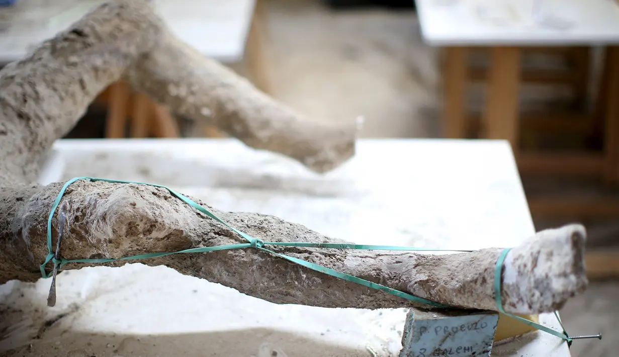 Sebuah fosil berbentuk sepasang kaki saat berada ditempat penyimpanan fosil, Napoli, Italia, Selasa (13/10/2015). Fosil - fosil ini diawetkan dengan menggunakan campuran plester atau gips. (REUTERS/Alessandro Bianchi)
