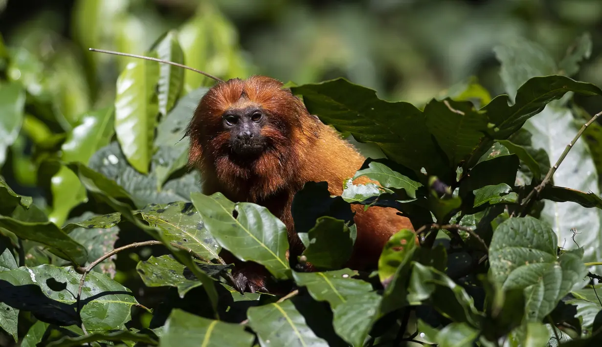Seekor golden lion tamarin duduk di pohon selama tur observasi di properti mitra pribadi taman ekologi golden lion tamarin, di kawasan Hutan Atlantik Silva Jardim, negara bagian Rio de Janeiro, Brasil, Kamis (16/6/2022). Tamarin Singa Emas–Marmoset emas, adalah monyet kecil yang merupakan spesies asli hutan pantawi Atlantik Brasil–baru-baru ini terancam. (AP Photo/Bruna Prado)