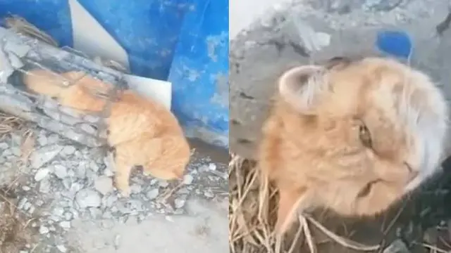 6 Potret Kucing Disebut Jadi Tumbal Proyek Ini Ekpresinya Bikin Kasihan