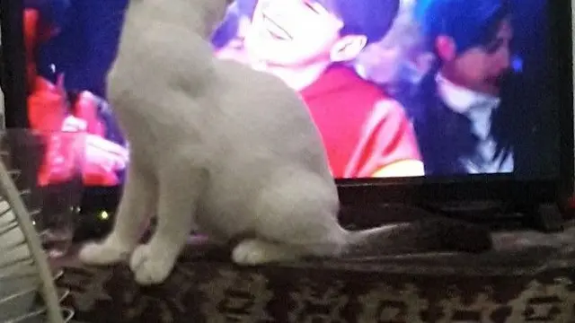 6 Tingkah Kucing Anteng Nonton TV Ini Lucu, Terlihat Menghayati