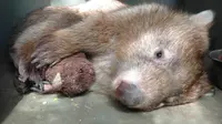 Tonka si wombat dinyatakan depresi. Namun si wombat menemukan kenyamanan dalam bentuk bonaka bulu serupa dirinya.