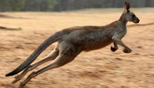 Kanguru (AFP PHOTO/Torsten BLACKWOOD)