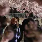 Wisatawan menikmati pemandangan bunga sakura yang bermekaran di sekitar Tidal Basin, Washington, DC, Senin (1/4). Bunga sakura ini merupakan pemberikan Wali Kota Tokyo pada tahun 1912 yang merupakan hadiah sebagai bentuk persahabatan kedua negara. (Photo by MANDEL NGAN / AFP)