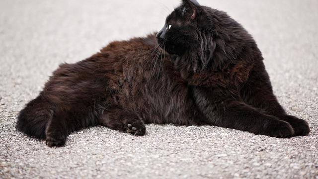 Ilustrasi kucing persia