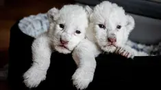 Gambar pada 11 Agustus 2019, memperlihatkan dua anak singa putih berbaring di keranjang mereka di pusat perawatan singa/harimau "Caresse de tigre", di La Mailleraye-sur-Seine, Prancis. Dua anak singa putih, bernama Nala dan Simba tersebut lahir pada akhir Juli 2019. (LOU BENOIST/AFP)