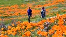 Orang-orang mengunjungi ladang poppy di dekat Antelope Valley California Poppy Reserve saat berlangsungnya mekar musim semi tahunan di Lancaster, California, 16 April 2020. Mekarnya poppy tahun ini disiarkan secara langsung lantaran penutupan ladang akibat pandemi Covid-19. (Frederic J. BROWN/AFP)