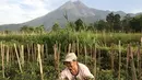 Seorang petani menggarap lahan pertanian di ladangnya dekat Gunung Merapi di Yogyakarta pada Jumat (6/11/2020). saat Badan Geologi Indonesia telah meningkatkan status aktivitas Gunung Merapi menjadi siaga. (Photo by Agung Supriyanto / AFP)
