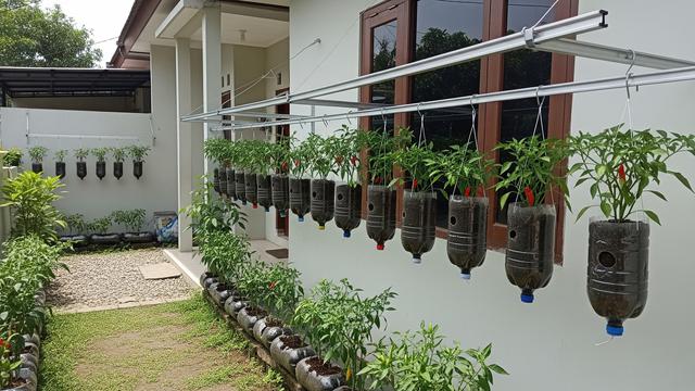 8 Inspirasi Kebun Cabai dari Botol Plastik, Bisa Percantik Halaman Rumah
