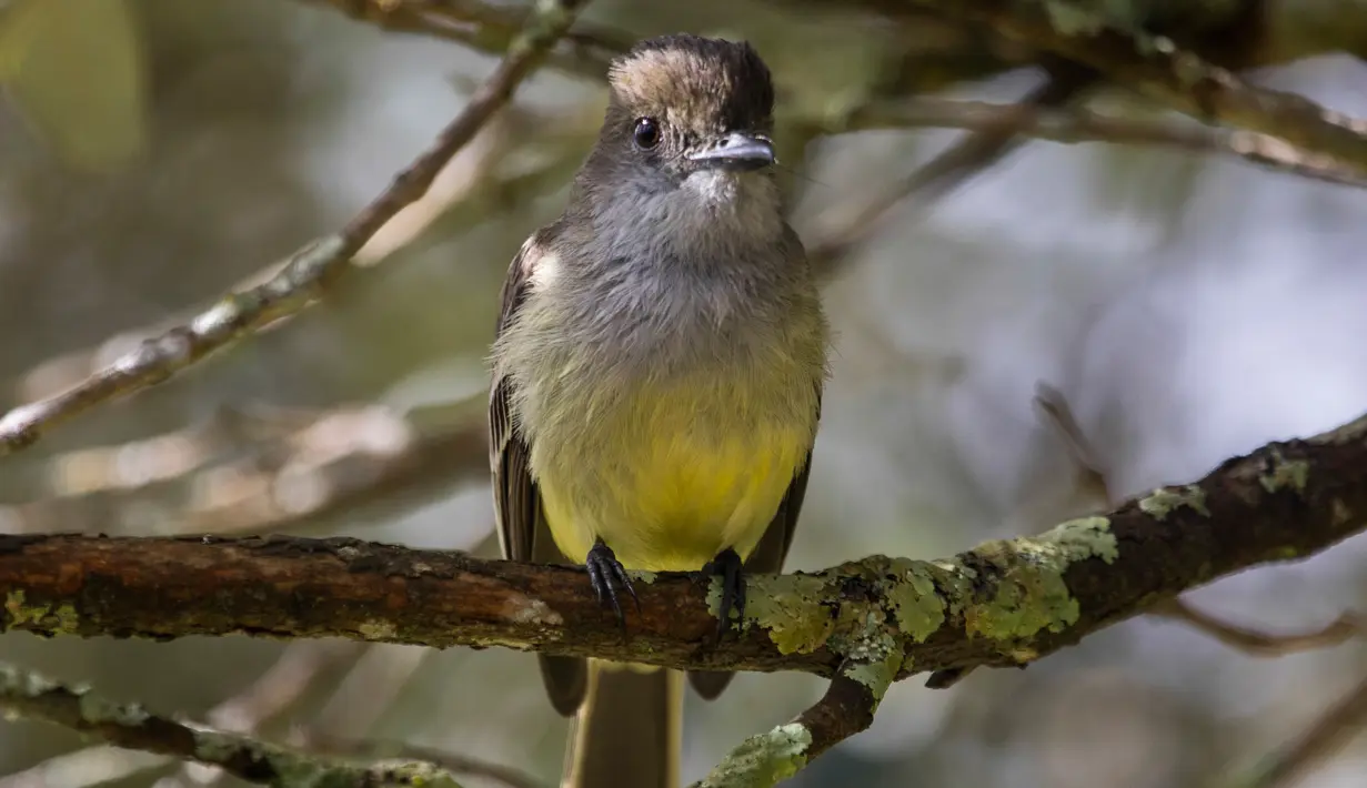 Seekor burung bertengger di pepohonan di bukit San Miguel, dekat Medellin, Kolombia, Kamis (18/5). Pada tanggal 17 Mei, Kolombia diumumkan sebagai juara Global Big Day, dengan 1.486 spesies burung. (AFP/JOAQUIN SARMIENTO)