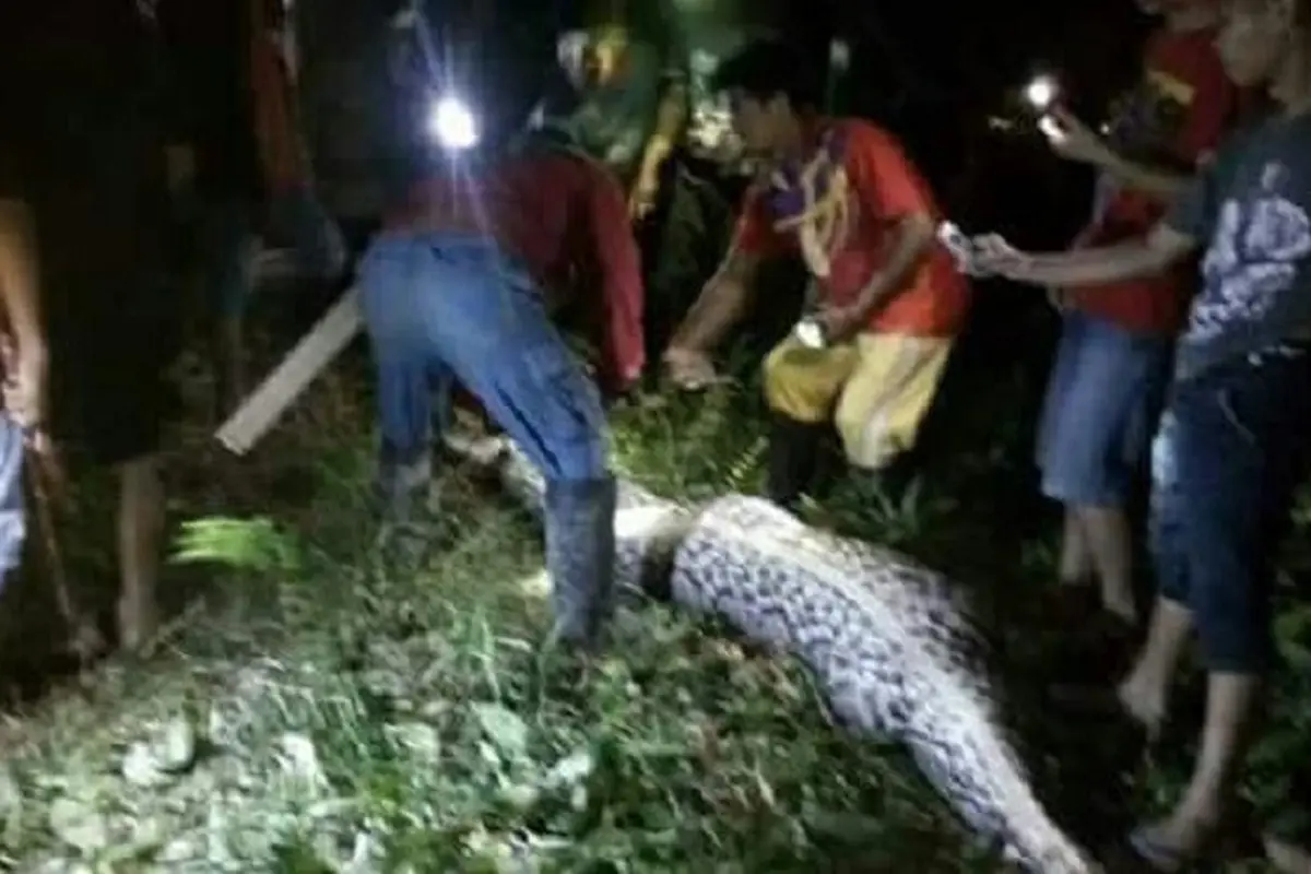 [Bintang] [Bintang] Makan Orang, Ini Video Pembedahan Perut Ular Piton di Mamuju