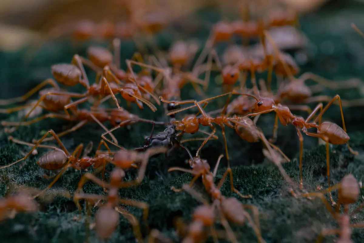 Kroto adalah telur dan larva semut rangrang (Oecophylla smaragdina