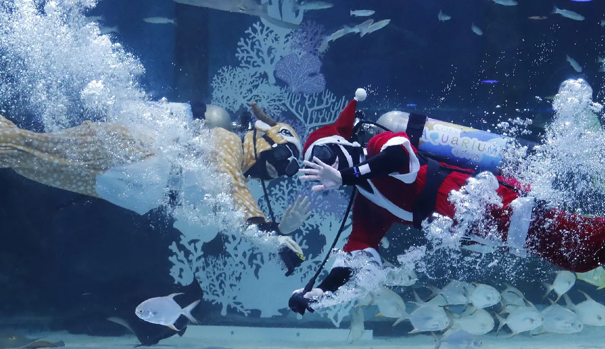 Penyelam mengenakan pakaian Sinterklas penyapa pengunjung di Coex Aquarium di Kota Seoul, Korea Selatan (4/12/2019). Kegiatan ini untuk menyambut Natal 2019. (AP Photo/Ahn Young-joon)