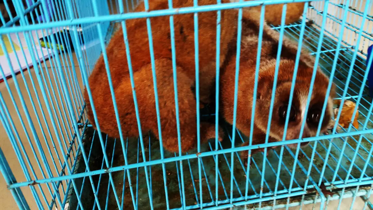 Perdagangan satwa langka