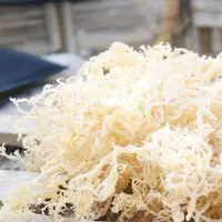 Ilustrasi rumput laut kering. (Foto: Istimewa)