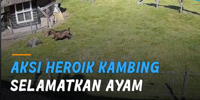 VIDEO: Aksi Heroik Kambing Selamatkan Ayam dari Serangan Elang