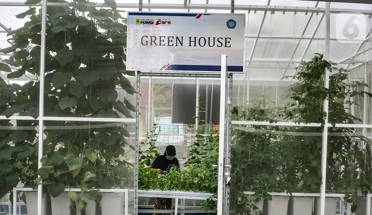 Anggota KWT Teratai melakukan perawatan tanaman sayur hidroponik di rumah kaca Green House, Sunter Muara, Jakarta, Minggu (13/12/2020). Hasil sayur yang ditanam memiliki kualitas lebih baik dibandingkan tanaman hidroponik di luar ruangan karena bebas hama. (merdeka.com/qbal S. Nugroho)
