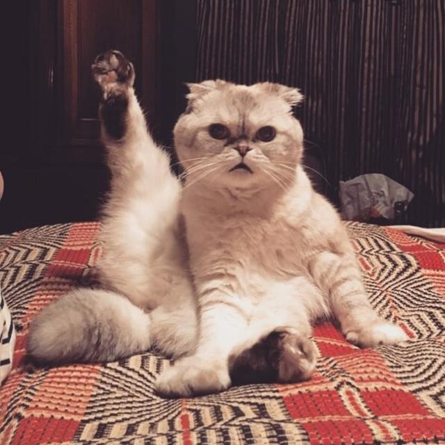 Posyandu Kucing Di Karanganyar Apa Saja Fasilitasnya Regional