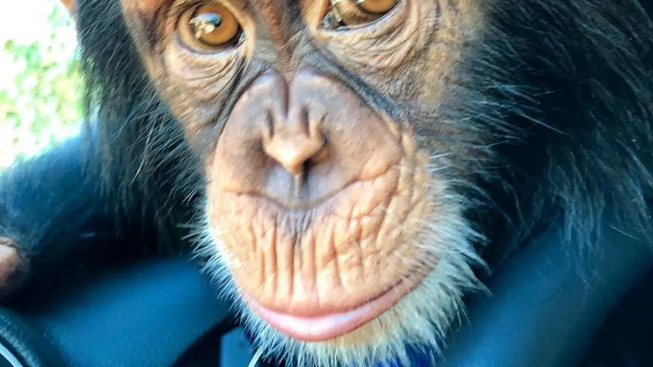 Limbani, simpanse viral dari Zoological Wildlife Park Miami. (Facebook ZWF)