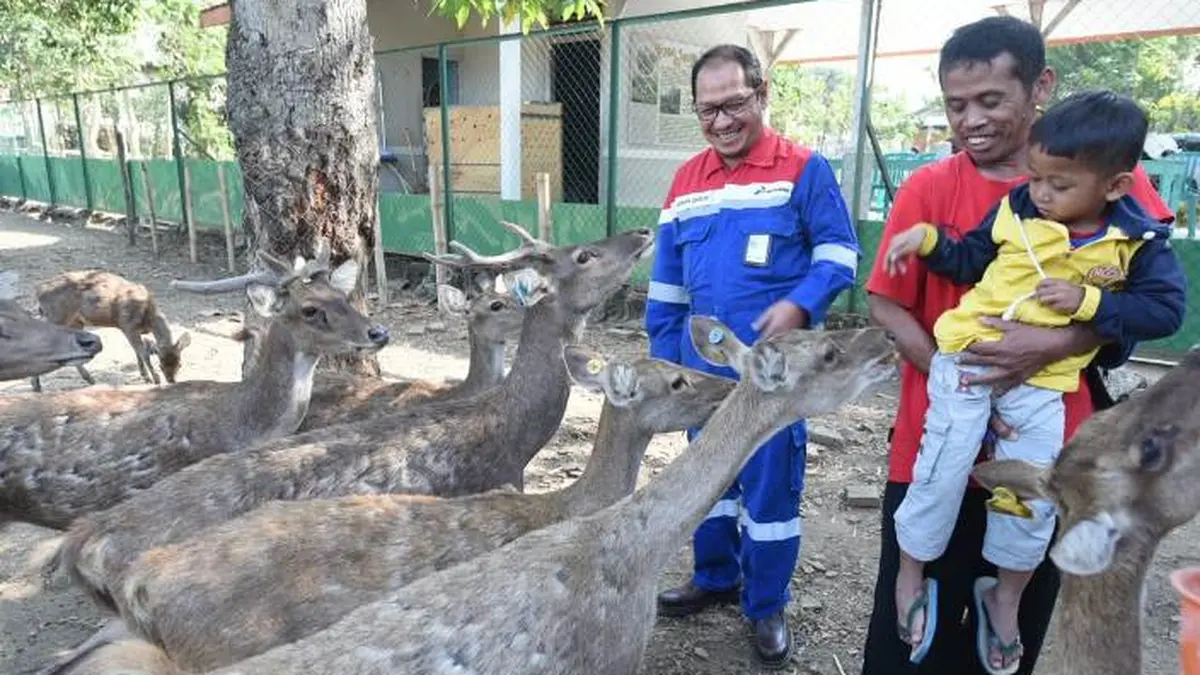 Artikel Penangkaran Rusa Jawa Hari Ini - Artikel Terbaru Terkini ...