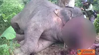 2 Gajah Sumatera Kembali Ditemukan Mati