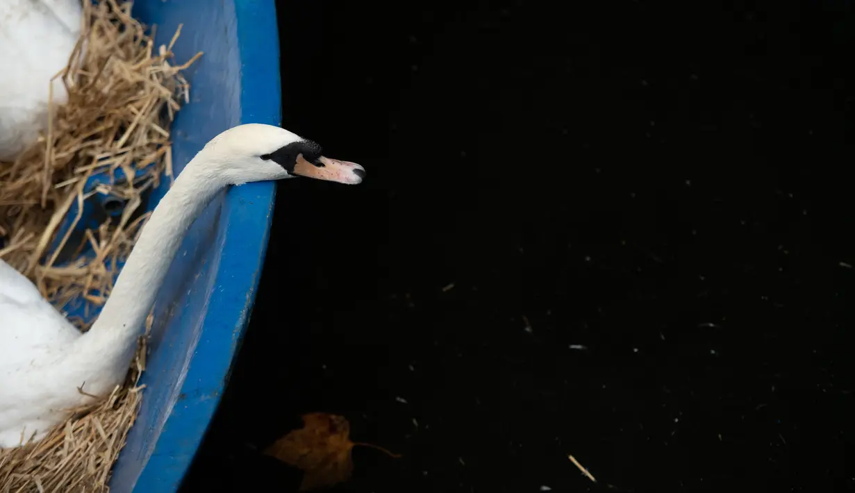Seekor angsa berada dalam perahu setelah ditangkap untuk dibawa menuju rumah musim dingin di sungai Alster, kota Hamburg, Jerman, 20 November 2018. Angsa-angsa ini dipindahkan agar dapat bertahan selama musim dingin. (DANIEL REINHARDT/DPA/AFP)