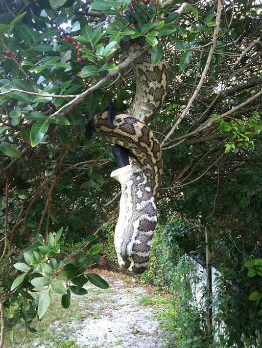 Seekor ular piton yang tergantung di atas pohon saat tengah melahap seekor kelelawar yang juga berukuran cukup besar di Sunshine Beach, Queensland, Kamis (2/7/2015). (Dailymail)