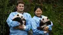 Anak kembar panda raksasa diperkenalkan kepada publik  di taman margasatwa Pairi Daiza, Brugelette, Belgia, Kamis (14/11/2019). Panda kembar berjenis kelamin jantan dan betina yang lahir pada Agustus 2019 itu diberi nama  "Bao Di" (kiri) dan "Bao Mei".  (AP/Olivier Matthys)